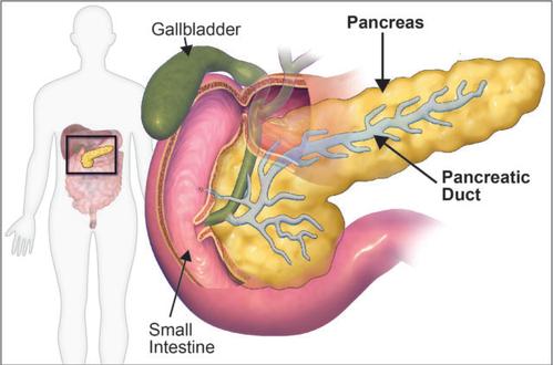 人体胰腺类器官进一步了解胰腺生物学和疾病治疗