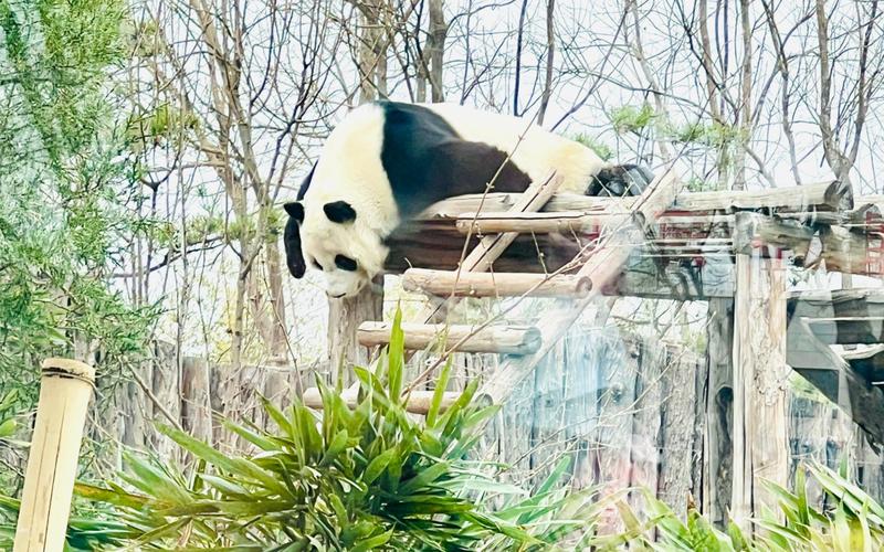 唐山动物园的大熊猫