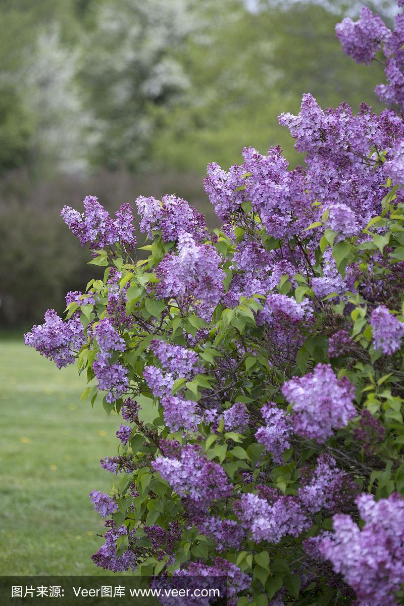 有紫色花的丁香花丛