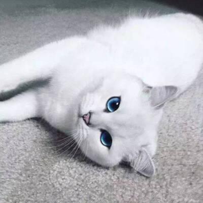 白猫的眼睛