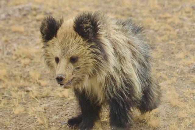 喜马拉雅一只棕熊,刚找到食物狼来了,抢到一口肉回去喂2只幼崽