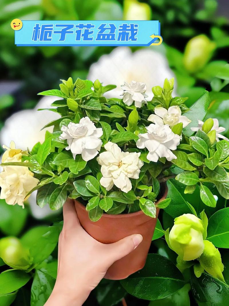 这是一株四季浓香花卉植物,给你家带来自然的花香氛围!
