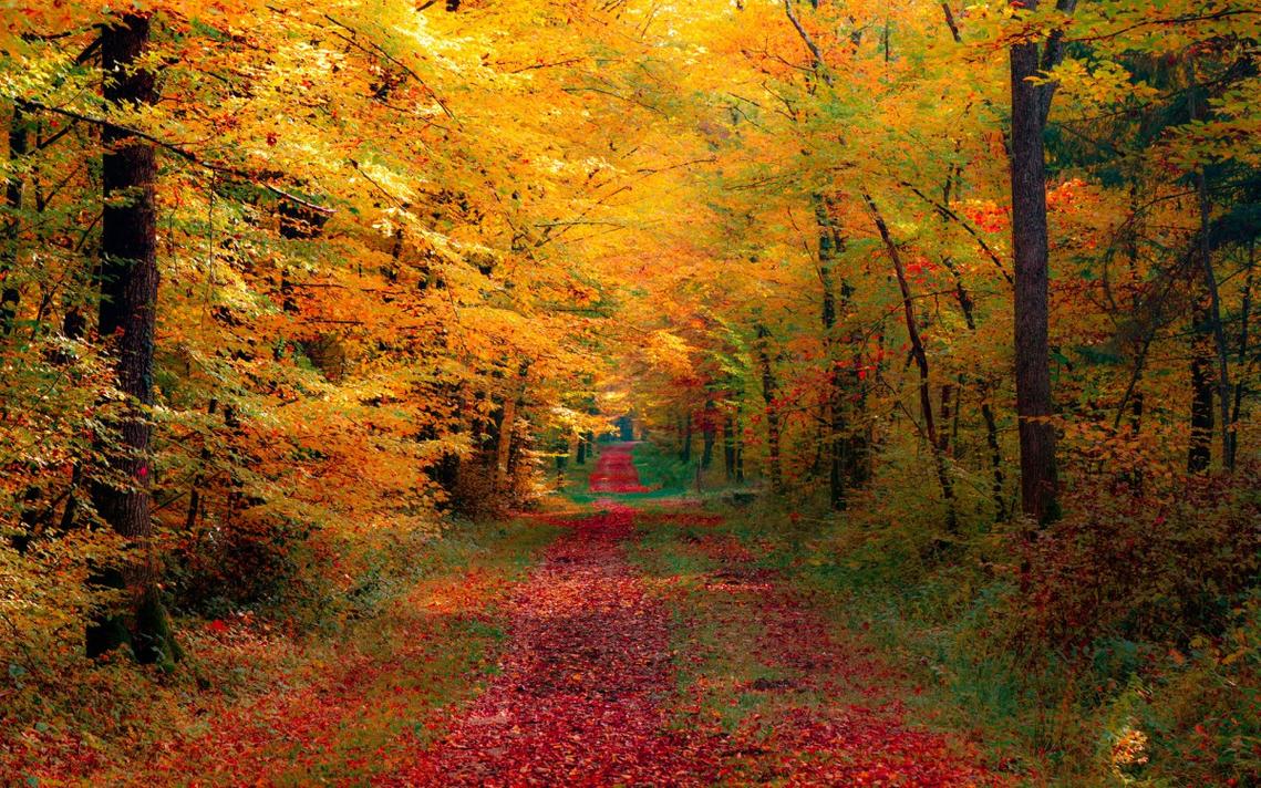 唯美秋季枫树叶图片壁纸-风景壁纸-高清风景图片-第3图-娟娟壁纸