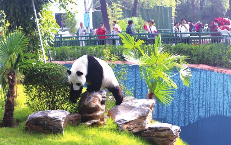 "高颜值"济南动物园大熊猫新馆正式开放