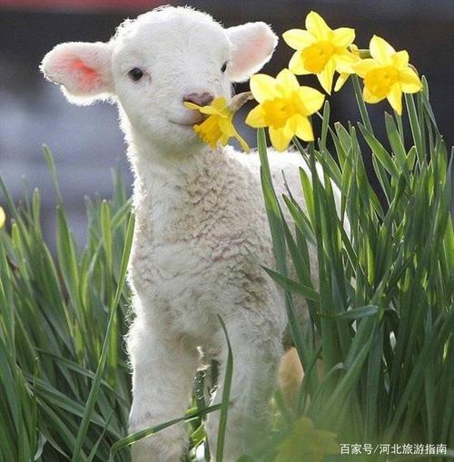 可爱的小羊,太萌了