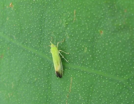 被虫子咬,又疼又痒 夏天来了,家里突然出现很多绿色的小虫子,大概只有