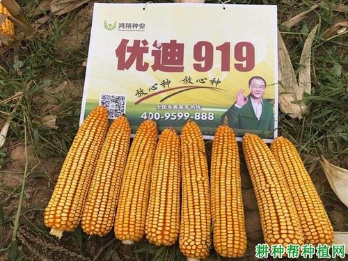 优迪919玉米品种好不好?