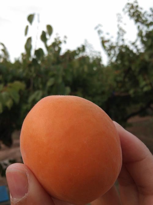 西董芦泉盘山路边的美食-杏子