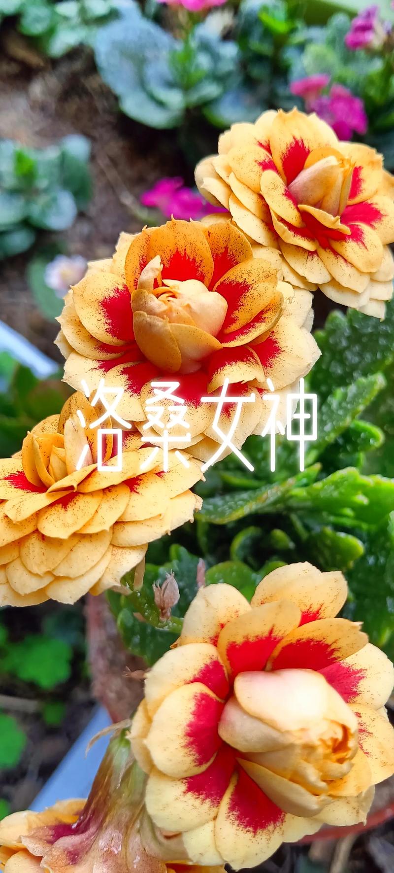 十二#长寿花 洛桑女神#好看的花一定要分享给你 - 抖音