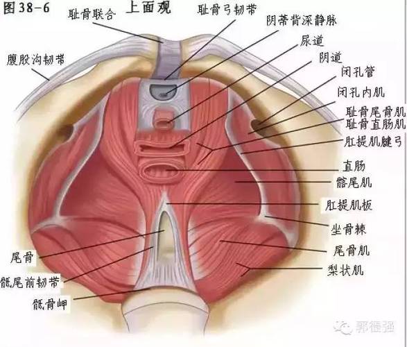 骨盆底由多层肌肉和筋膜构成,封闭骨盆出口,承托并保持盆腔脏器于正常