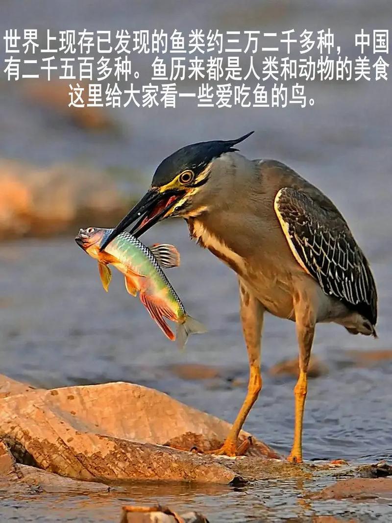 那些喜欢吃鱼的鸟类 - 抖音