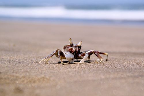 海滩上横行的螃蟹图片 - 第8张