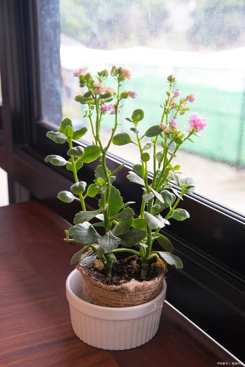 玻璃翠(epipremnum aureum),又称金葛藤或绿萝藤,是一种常见的室内