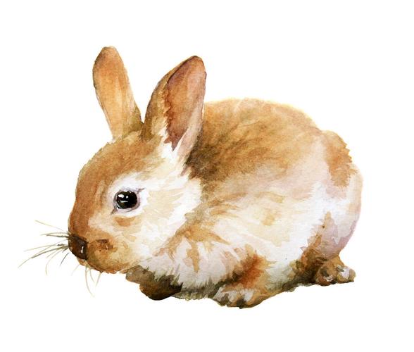 白色背景上可爱的小兔子的水彩插图