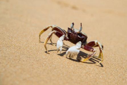 海贝壳, 海星和螃蟹在夏天和海滩的沙滩上螃蟹和寄居蟹在海滩上螃蟹在