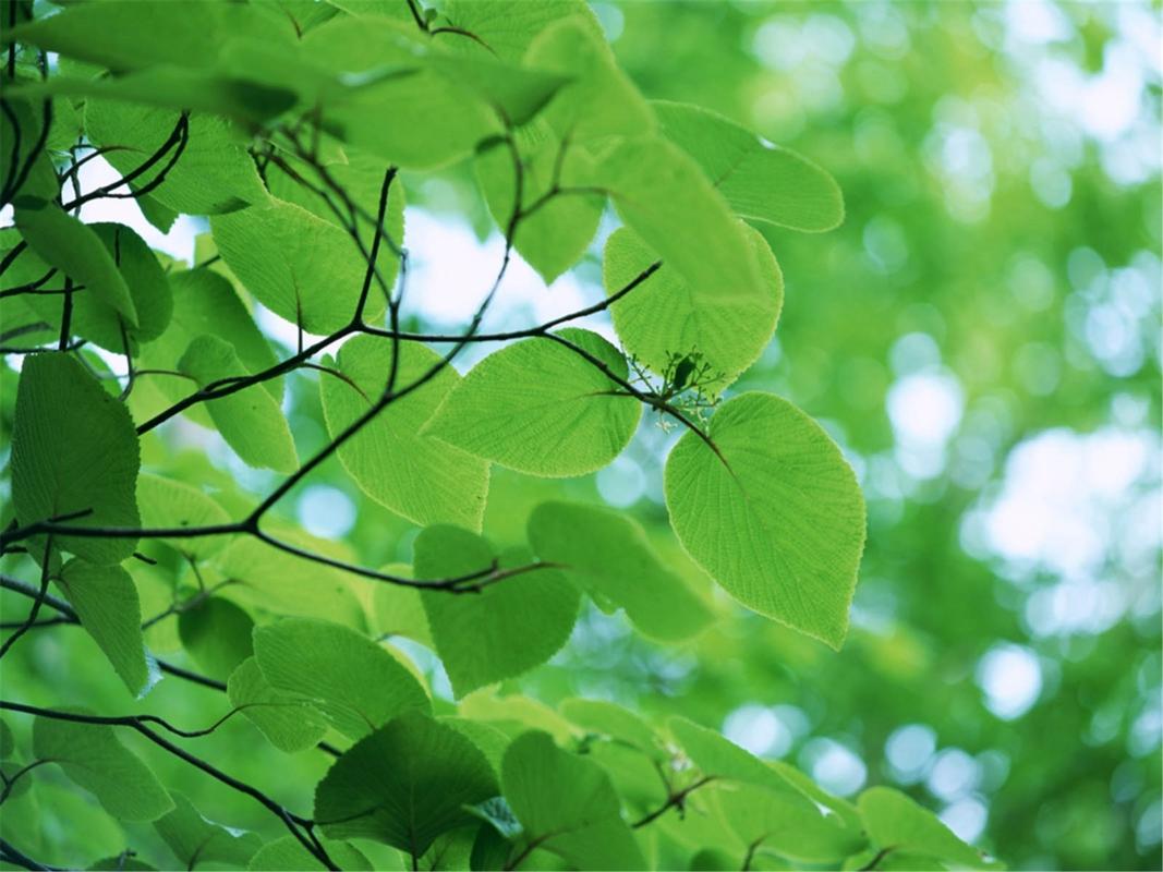小清新绿色树叶唯美高清桌面壁纸