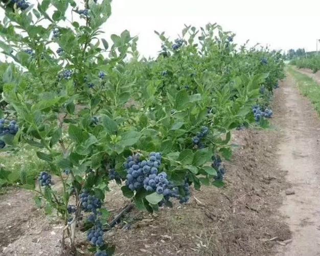 中山喜来蓝莓苗种植技术欢迎来访