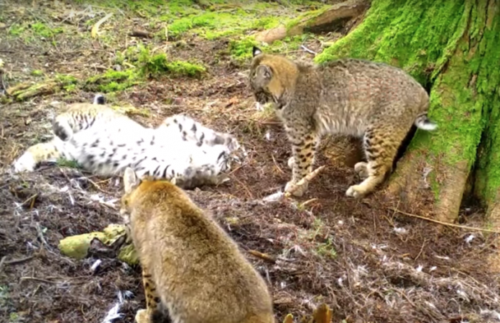 【有片】弱肉强食的世界 大温3只山猫吃着死鹿