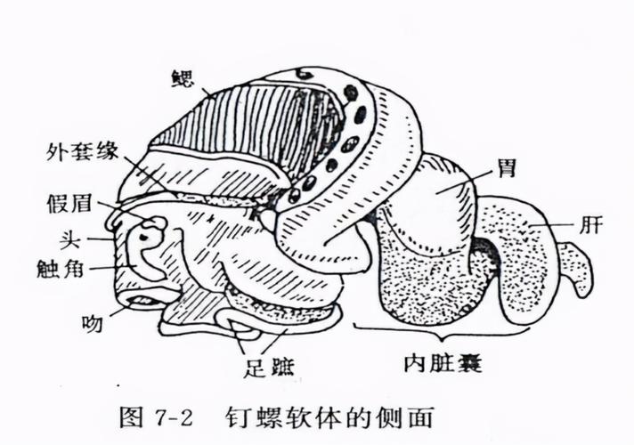 春天的海螺正肥美牢记3个部位不要吃吃得放心又健康