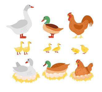 家禽,鸡肉,母鸡,公鸡,鸭,鹅窝与蛋在平面卡通设计中的矢量插图集照片