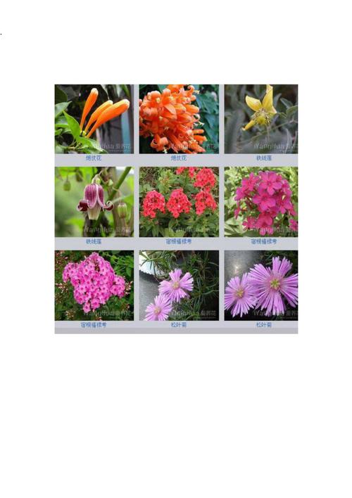 各种花的名称及图片