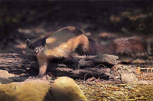 泰国原始森林里的哺乳动物--黄喉貂