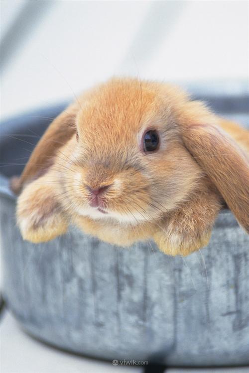 长耳兔宠物兔子图片