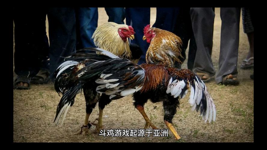 公鸡中的战斗鸡#高质量越南西贡血统-度小视
