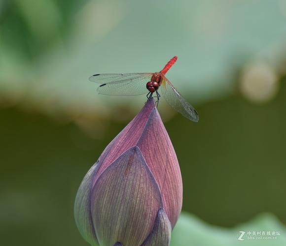 新拍红辣椒蜻蜓