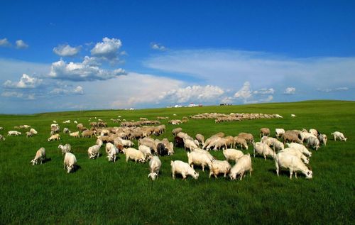 跨境之旅 | 呼伦贝尔 蒙古国穿越原生态草原6日游