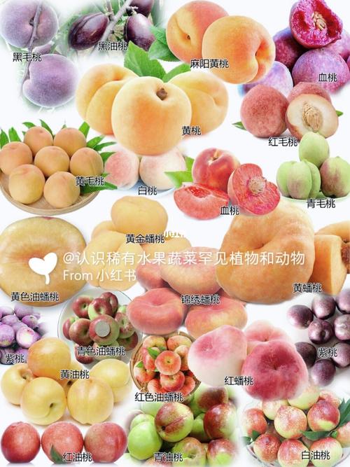 水蜜桃黄桃蟠桃油桃桃子品种大全区别