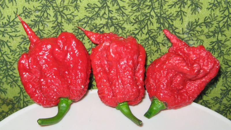 article--[one of the] worlds hottest pepper sends man to the er