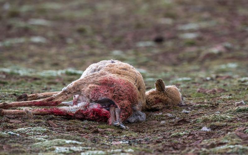 一只被天敌杀死的藏羚羊.在可可西里,物竞天择的故事每天都在上演.