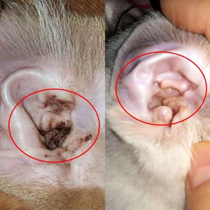 耳螨和耳垢有何区别猫咪耳螨怎么治