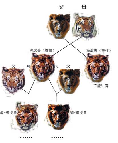 凤凰山狮虎兽原型图