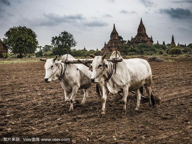在缅甸蒲甘,一对牛在犁地