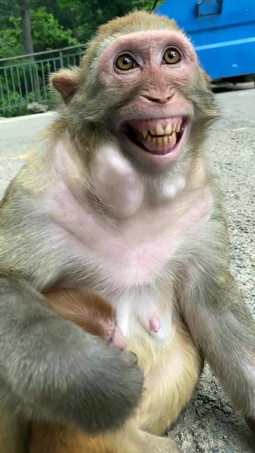 吓人,这猴子为什么总是笑,笑的渗人!