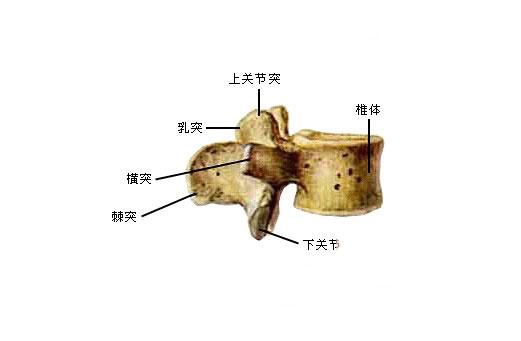 腰椎(右侧面观)骶管和骶尾神经骶骨(上面观)">