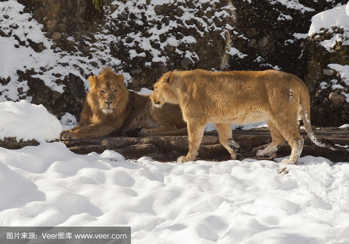 雪地里的雄狮和母狮