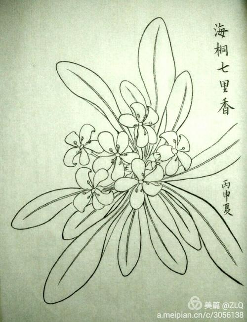 兴趣 素颜 海桐,也就是席慕容笔下的七里香,是杭州常见的绿篱,开白色