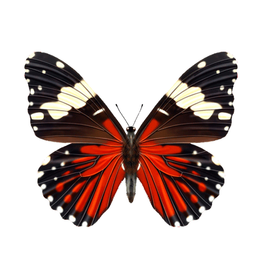 蝴蝶:免抠图png透明素材