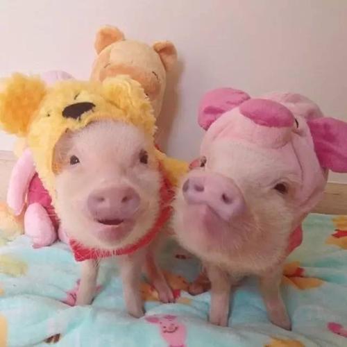 两只猪抱在一起的头像代表什么