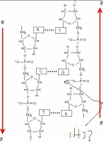 核苷酸怎样排列连接,请详细解释,有个简图