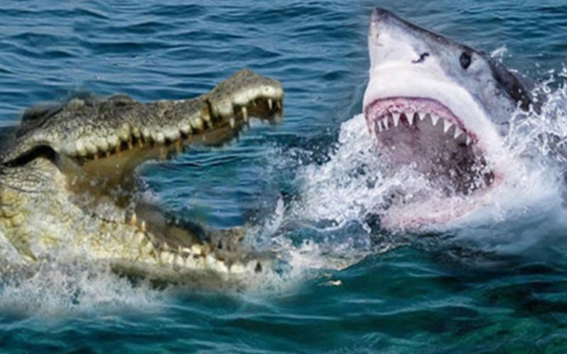 鲨鱼和鳄鱼打架到底谁更厉害画面太震撼了