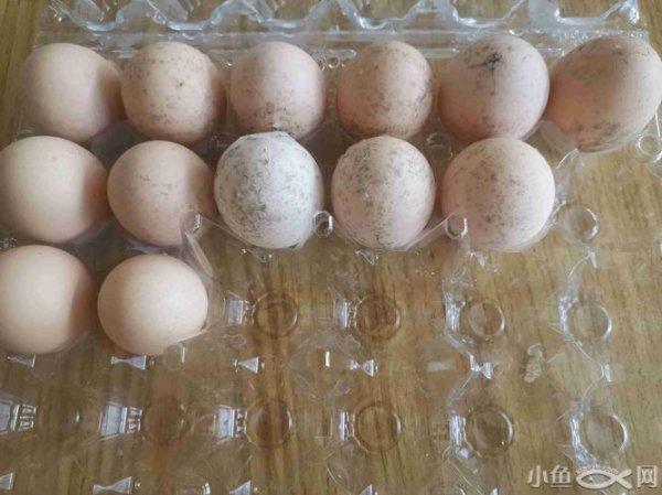鸡蛋受潮表面有霉点怎么办鸡蛋受潮表面有霉点还能吃吗