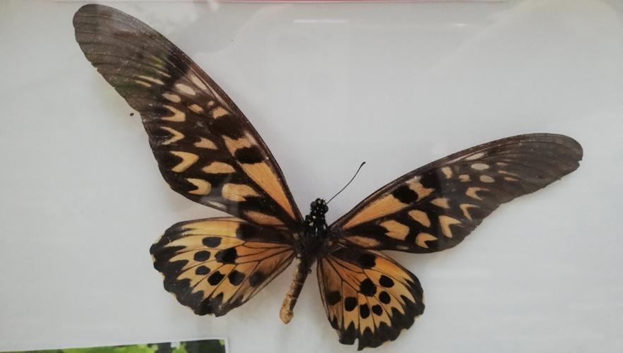 非洲长凤翅蝶,翅展12—25厘米.