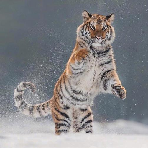 野外的老虎为了更好的完成捕猎,它们强健的身体和锋利的爪牙缺一不可.