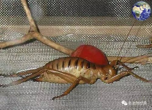 世界上最大的蝗虫,体长20厘米,一顿能吃掉一根胡萝卜