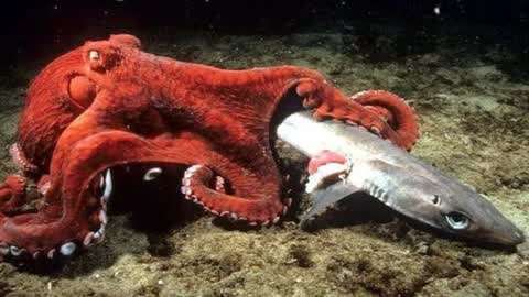巨型章鱼大战鲨鱼,海底霸王被活活吞噬,镜头拍下精彩一幕!