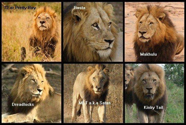 可怕的草原雄狮联盟,一个六狮组,一年多就杀了100多只狮子